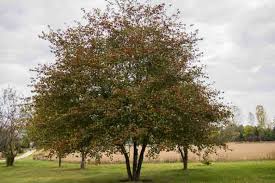 Hawthorn, Washington