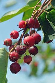 Serviceberry