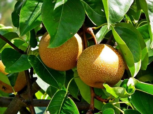 Asian Pear