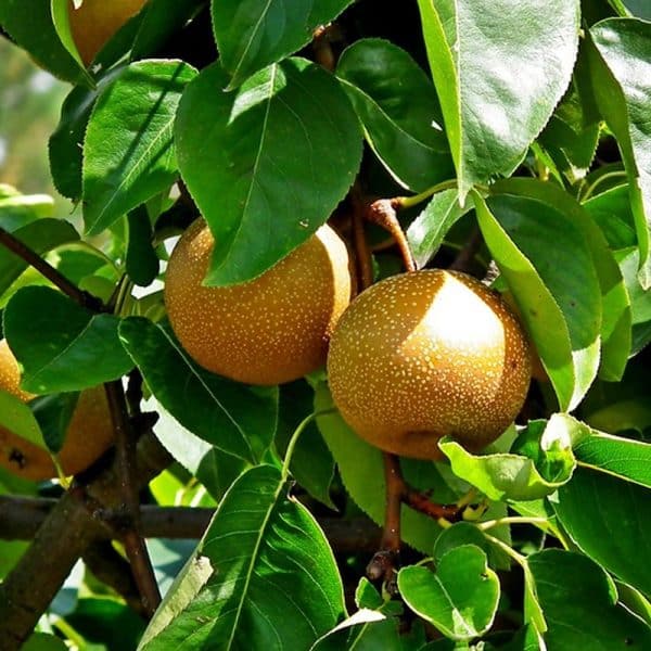 Asian Pear, Standard, Chojuro