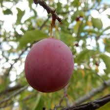 Plum