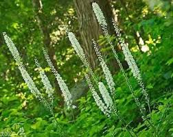 Black Cohosh