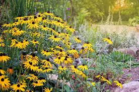 Black Eyed Susan