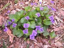 Blue Garden Violet