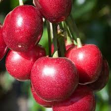 Cherry, semi-sweet, Brooks