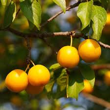 Plum Standard, Byron Gold