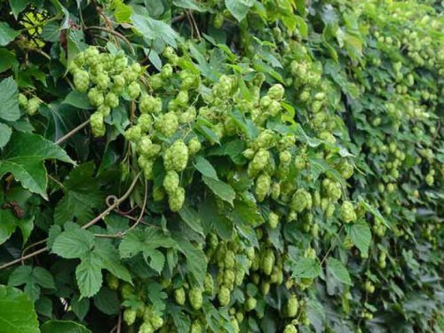 Fruit Vines