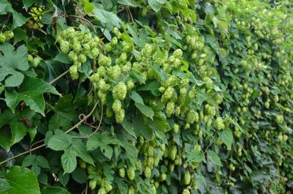 Hops, Cascade