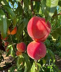 Peach