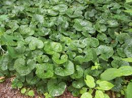 Ginger Evergreen
