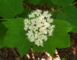 Viburnum, Mapleleaf