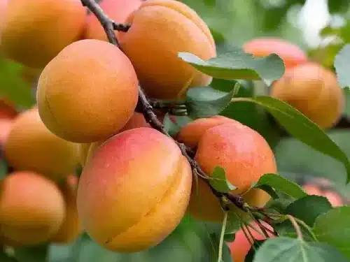 Apricot, Moorpark