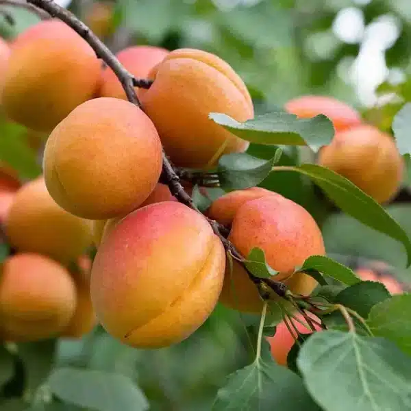 Apricot, Moorpark