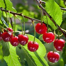 Cherry