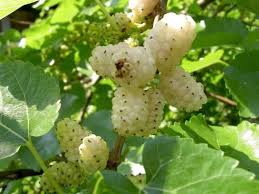 Mulberry, Russian white