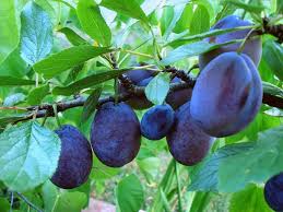 Plum Standard, Stanley