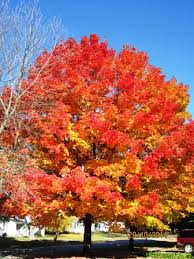 Maple, Sugar