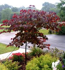 Ornamental