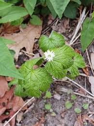 Goldenseal