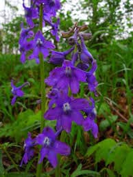 Larkspur