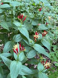 Indian Pink, Spigelia