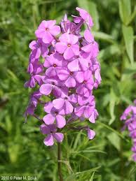Sweet William