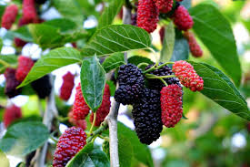 Fruit