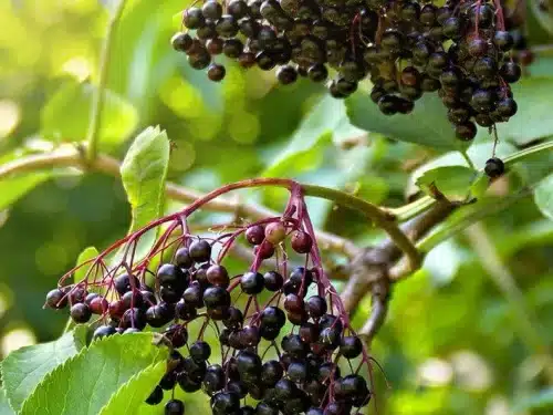 Live Stake, American Elderberry