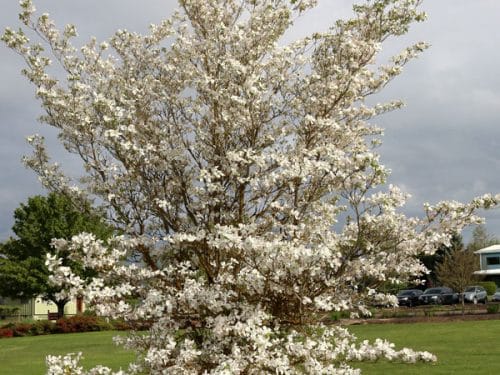 Dogwood, Cherokee Princess (Cornus florida 'Cherokee Princess')