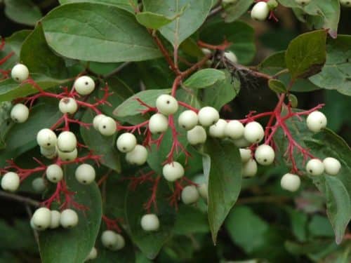 Live Stake, Grey Twig Dogwood