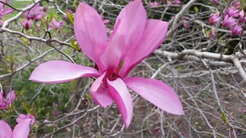 Magnolia, Ann (Magnolia lilliflora 'Ann')