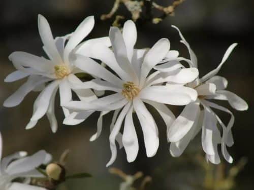 Magnolia, Royal Star (Magnolia stellata)