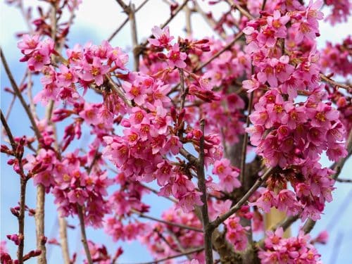 Cherry, Okame (Ornamental)