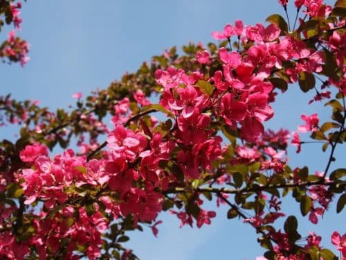 Crabapple, Prairie Fire