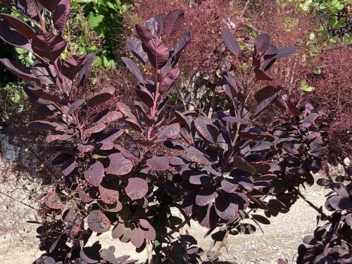 Smoketree, Royal Purple (Cotinus coggygria)